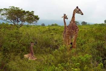Day Trip - Selous Game Reserve