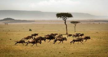 6 Days - 5 Nights Classic Northern Tanzania Safari Tour