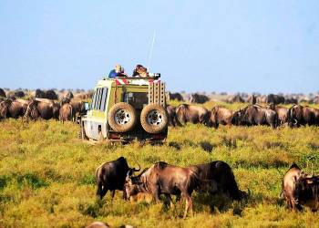 2 Days - 1 Night Tarangire Safari Tour