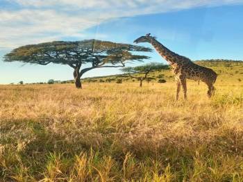 6 Days - 5 Nights Classic Northern Tanzania Safari Tour