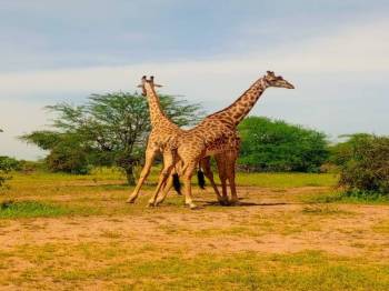 5 Days - 4 Nights Serengeti - Ngorongoro Safari Tour