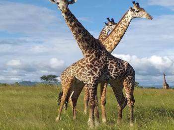 DAY TRIP -MIKUMI NATIONAL PARK