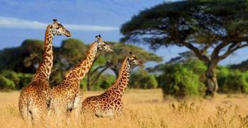 6 Days Tanzania Safari + Cultural Tour Itinerary