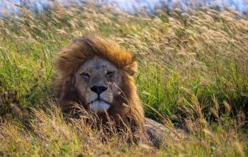 2 Days Tanzania Safari Package