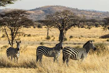 2 Days Tanzania Safari Package