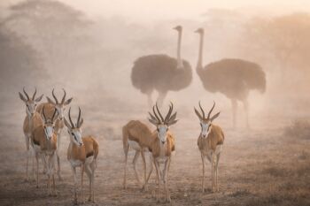 5 Days Tanzania Camping Safari