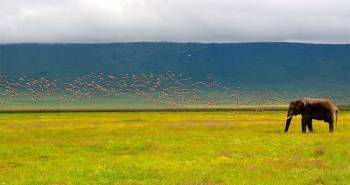 5 Days Tanzania Camping Safari