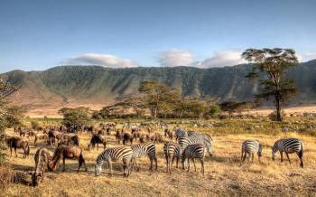 5 Days Tanzania Camping Safari