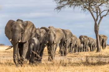 7 Days Tanzania Safari + Zanzibar Beach Holiday