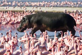 7 Days Tanzania Safari + Zanzibar Beach Holiday