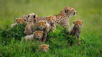 7 Days Tanzania Safari + Zanzibar Beach Holiday