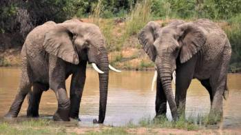3 Days Tanzania Budget Safari Tour
