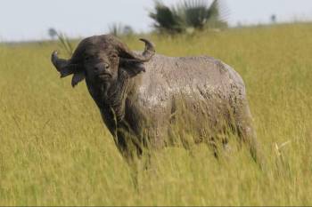 4 Days Tanzania Budget Safari Tour