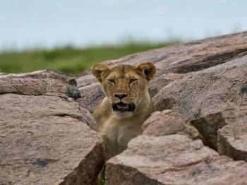 5 Days Tanzania Budget Safari Adventure For Budget Travelers Tour
