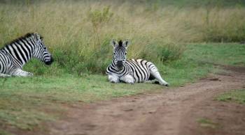 3 Days Tanzania Luxury Safari Tour