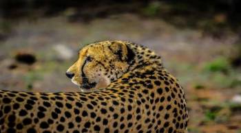 4 Days Tanzania Luxury Safari Tour