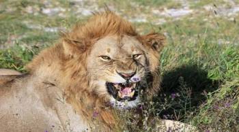 5 Days Tanzania Luxury Safari Tour