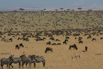 4 Days Tanzania Migration Safari Experience Tour