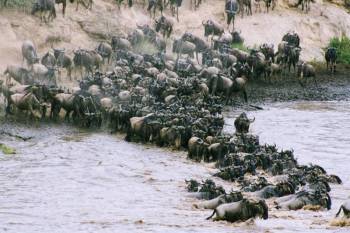 5 Days Tanzania Migration Safari Adventure Tour