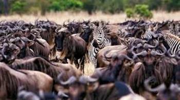 7 Days Tanzania Great Migration Safari Tour