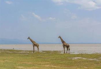 Lake Manyara Day Tour - Wildlife - Scenic Adventure