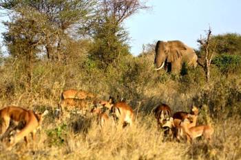 Tarangire Day Tour - Elephants & Wildlife Adventure