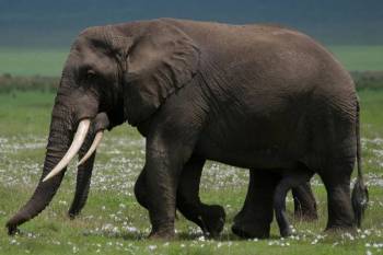 Arusha National Park Day Tour