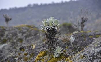 Machame Route 6 Days - Kilimanjaro Trek Adventure Tour