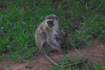 Serengeti National Park Safari 4 Days Private Tour