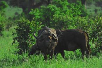 Tarangire National Park Safari Tour