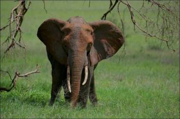Manyara Tour Packages