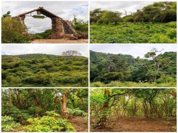 Manyara Tour Packages