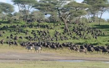 Serengeti National Park Safari 4 Days Private Tour