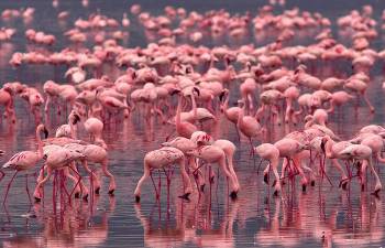 Day Trip To Lake Nakuru And Lake Naivasha