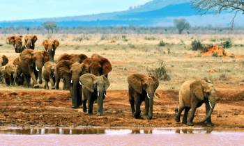 Day Trip To Tsavo East National Park