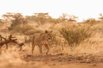 5 Days Amboseli - Tsavo Safari Tour