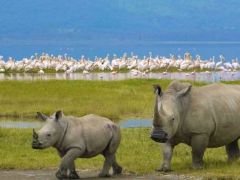 4 Days Maasai Mara - Lake Nakuru Safari Tour