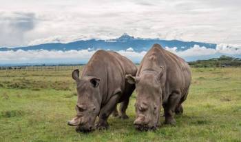 5 Days Maasai Mara - Lake Nakuru - Ol pejeta Tour
