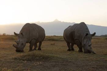 3 Days Ol-Pejeta Group Joining Safari Tour