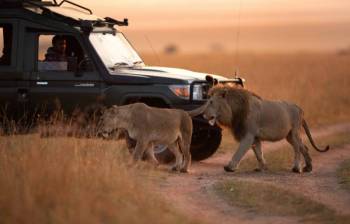 3 Days Maasai Mara Group Safari Tour