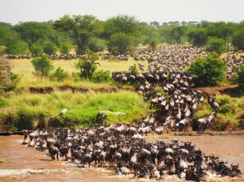 3 Days Maasai Mara Fly-In Safari Tour