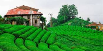 7 Days Assam Tour Package