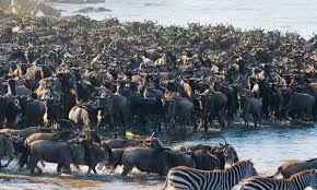 Serengeti Migration Safari - 6 Days Tour