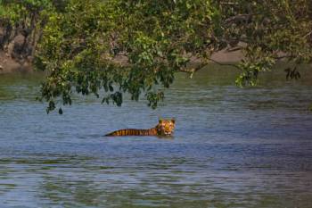 2 Night - 3 Days Sundarban Tour