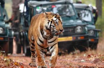 Jaipur - Ranthambore Tour Package