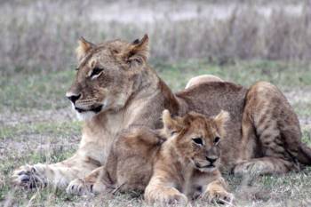 2 Days Tarangire - Ngorongoro From Arusha