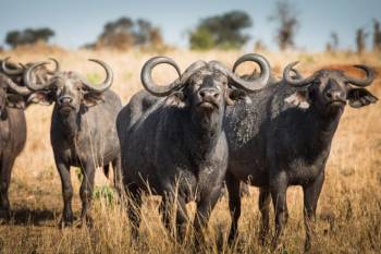 2 Days Tarangire - Ngorongoro From Arusha