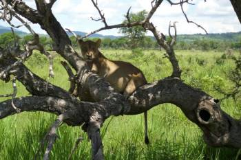 2 Days Tarangire - Ngorongoro From Arusha