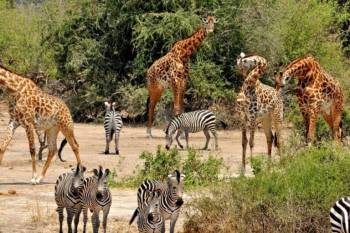 2 Days Tarangire - Ngorongoro From Arusha