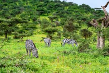 2 Days Tarangire - Ngorongoro From Arusha